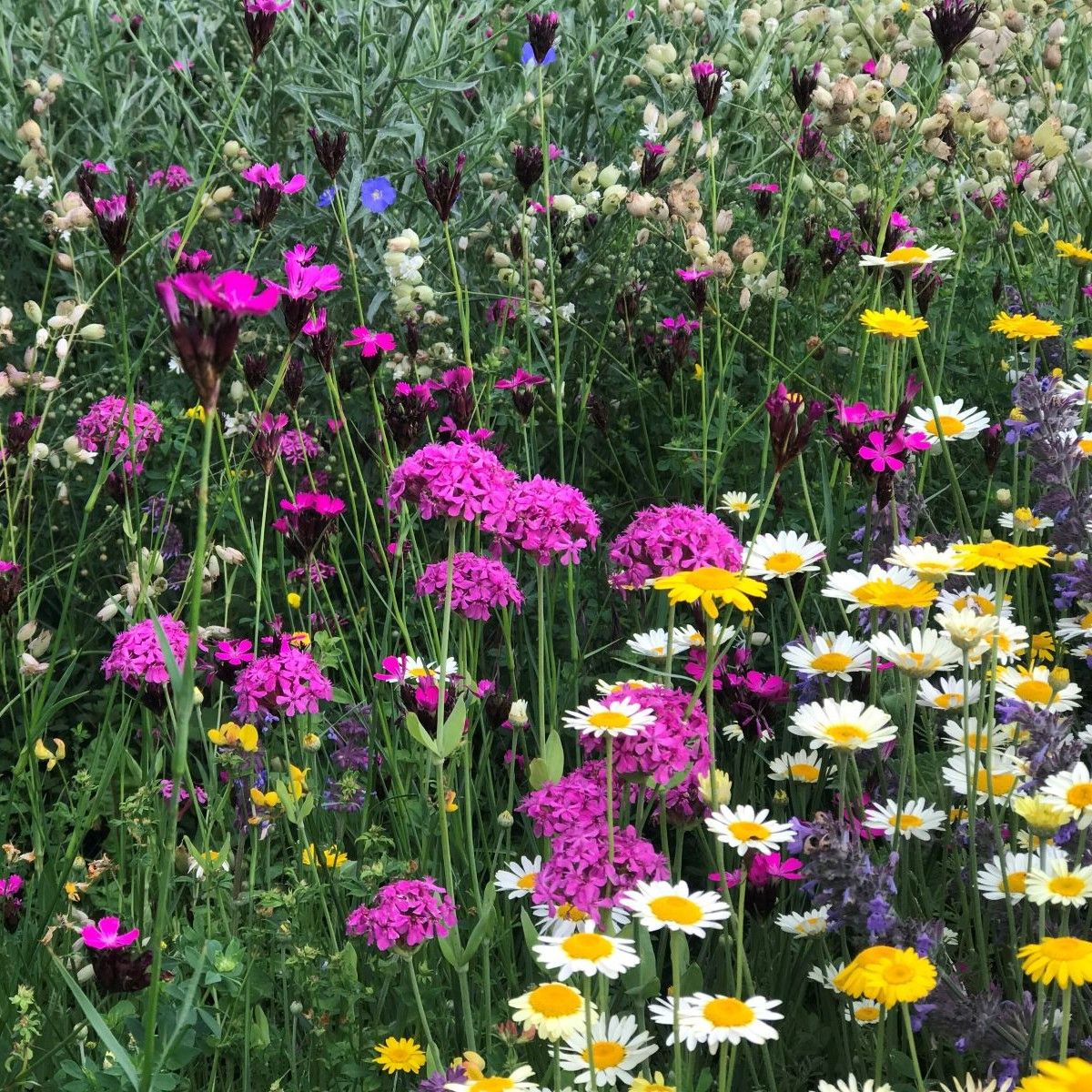 Trvalková směs - Černý Biopro - luční směs - 40 g