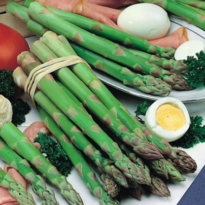Chřest Gijnlim - Asparagus officinalis - prostokořenné sazenice - 1 ks