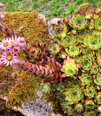 Netřesk střešní - Sempervivum tectorum - semena netřesku - 30 ks