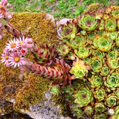 Netřesk střešní - Sempervivum tectorum - semena netřesku - 30 ks