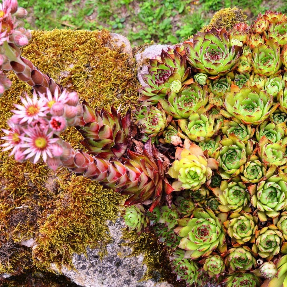Netřesk střešní - Sempervivum tectorum - semena netřesku - 30 ks