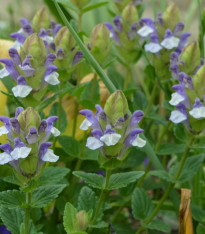 Šišák alpský - Scutellaria alpina - semena šišáku - 15 ks