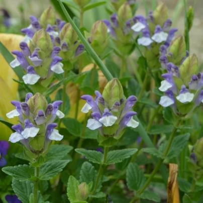Šišák alpský - Scutellaria alpina - semena šišáku - 15 ks