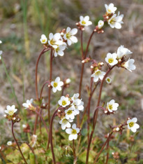 Lomikámen zrnatý - Saxifraga granulata - semena lomikamene - 100 ks