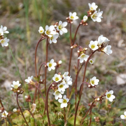 Lomikámen zrnatý - Saxifraga granulata - semena lomikamene - 100 ks