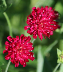 Chrastavec makedonský - Knautia macedonica - semena chrastavce - 15 ks
