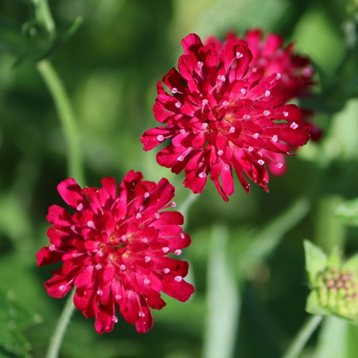 Chrastavec makedonský - Knautia macedonica - semena chrastavce - 15 ks