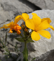 Len hlavatý - Linum capitatum - semena lnu - 100 ks