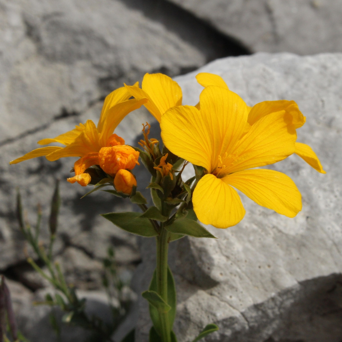 Len hlavatý - Linum capitatum - semena lnu - 100 ks