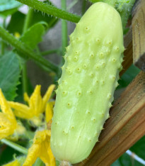 Okurka polní White Wonder - Cucumis sativus - semena okurky - 5 ks