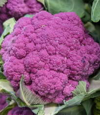 Květák Purpurina F1 - Brassica oleracea - semena - 10 ks