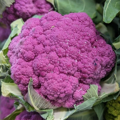 Květák Purpurina F1 - Brassica oleracea - semena - 10 ks