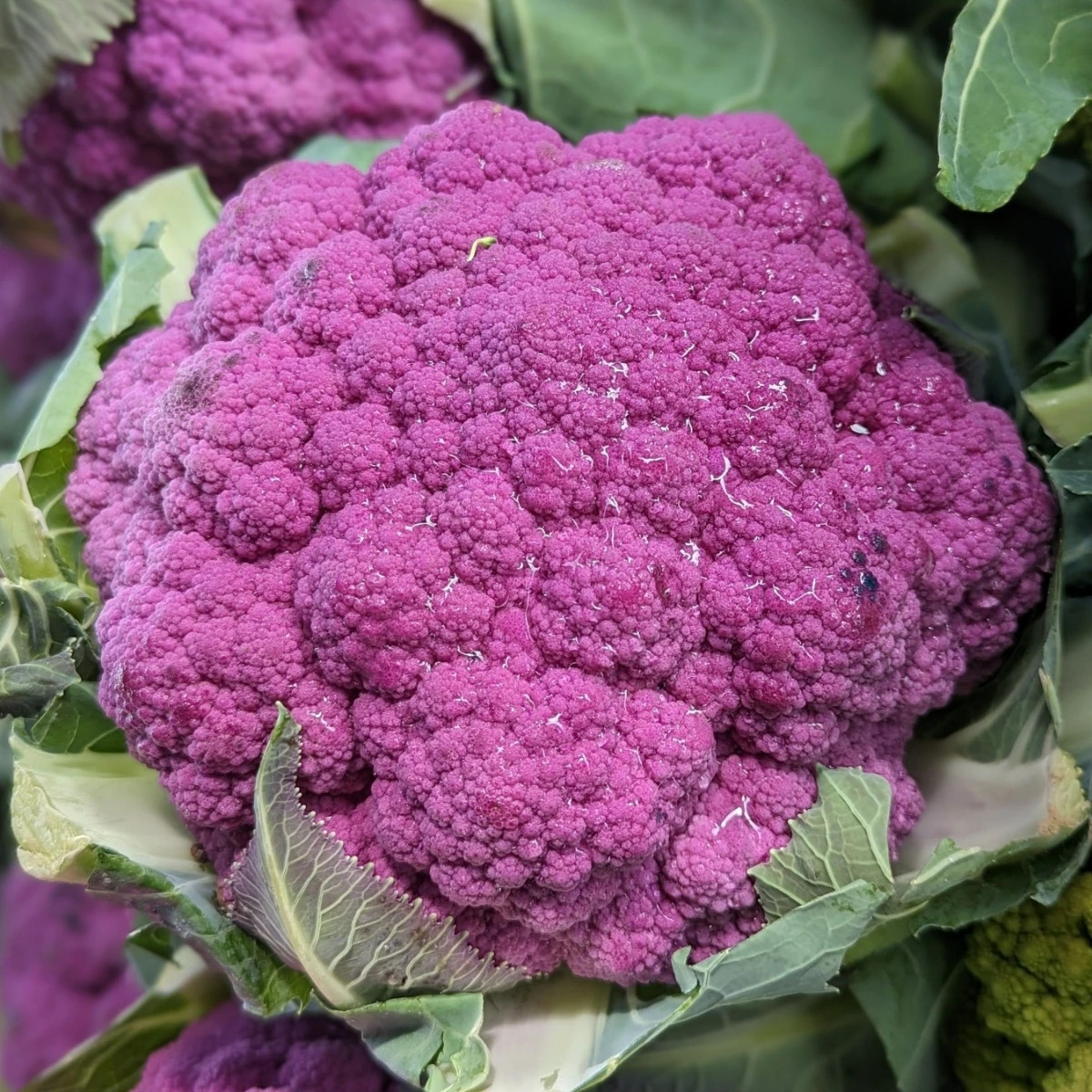 Květák Purpurina F1 - Brassica oleracea - semena - 10 ks