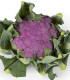 Květák Purpurina F1 - Brassica oleracea - semena - 10 ks