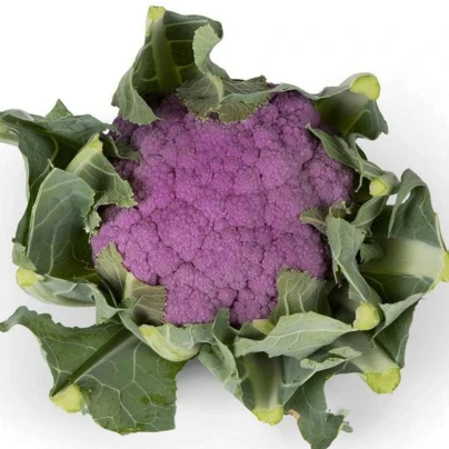 Květák Purpurina F1 - Brassica oleracea - semena - 10 ks