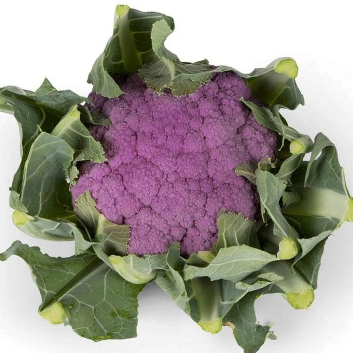 Květák Purpurina F1 - Brassica oleracea - semena - 10 ks