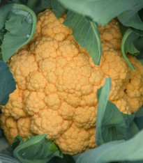 Květák Lisboa F1 - Brassica oleracea - semena - 10 ks