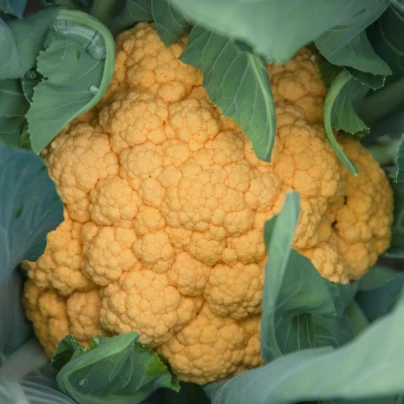 Květák Lisboa F1 - Brassica oleracea - semena - 10 ks