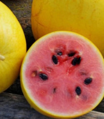 Meloun Golden Midget - Cucumis melo - semena - 6 ks