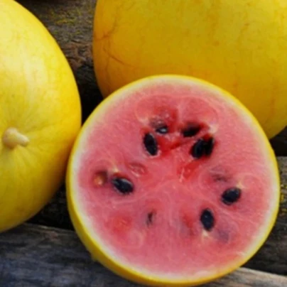 Meloun Golden Midget - Cucumis melo - semena - 6 ks