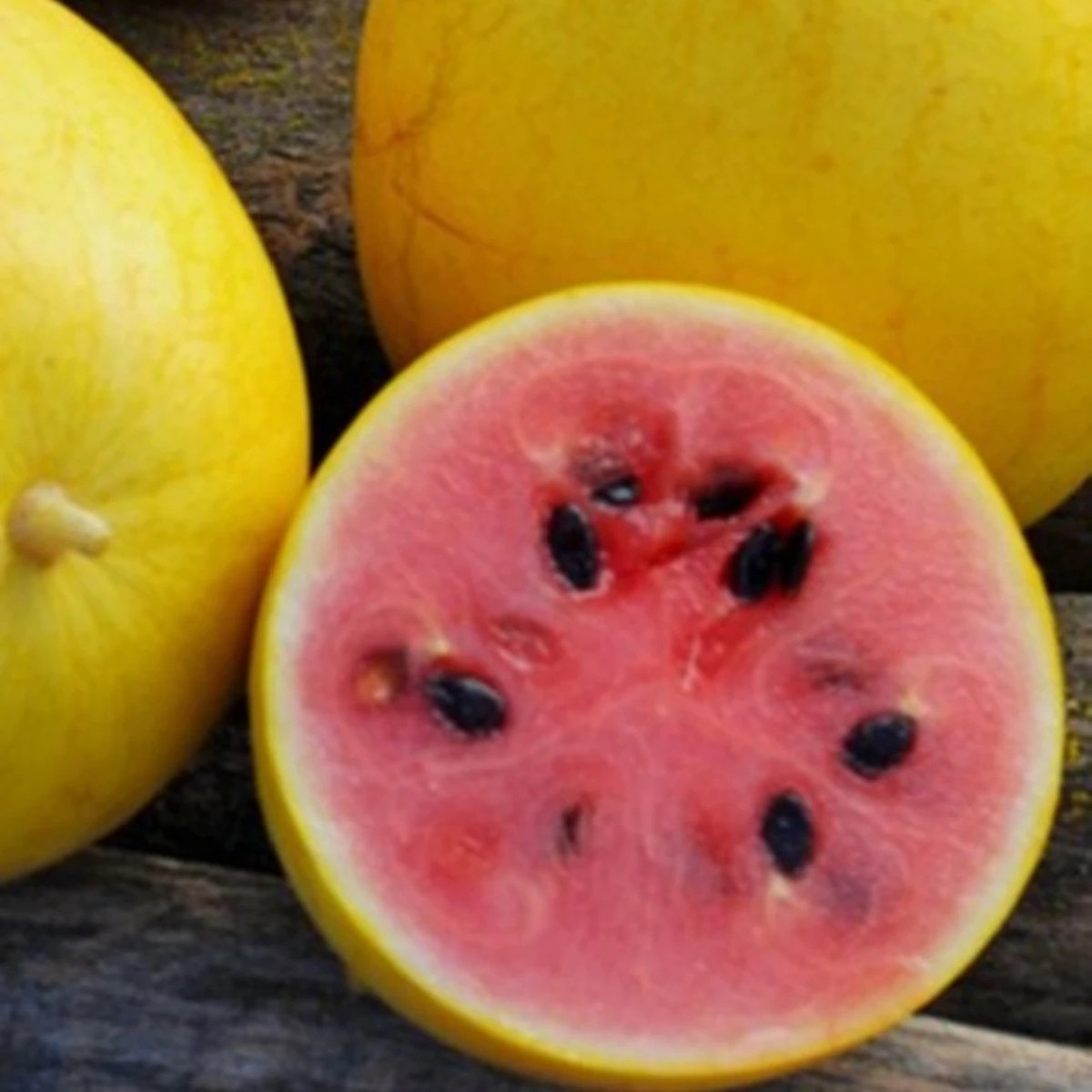 Meloun Golden Midget - Cucumis melo - semena - 6 ks