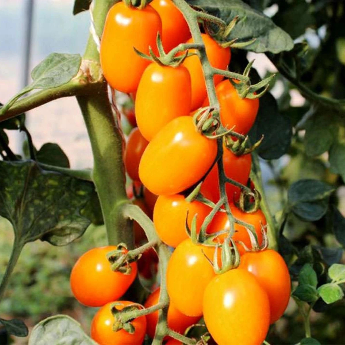 Rajče tyčkové Dattorange F1 - Solanum lycopersicum - semena - 6 ks