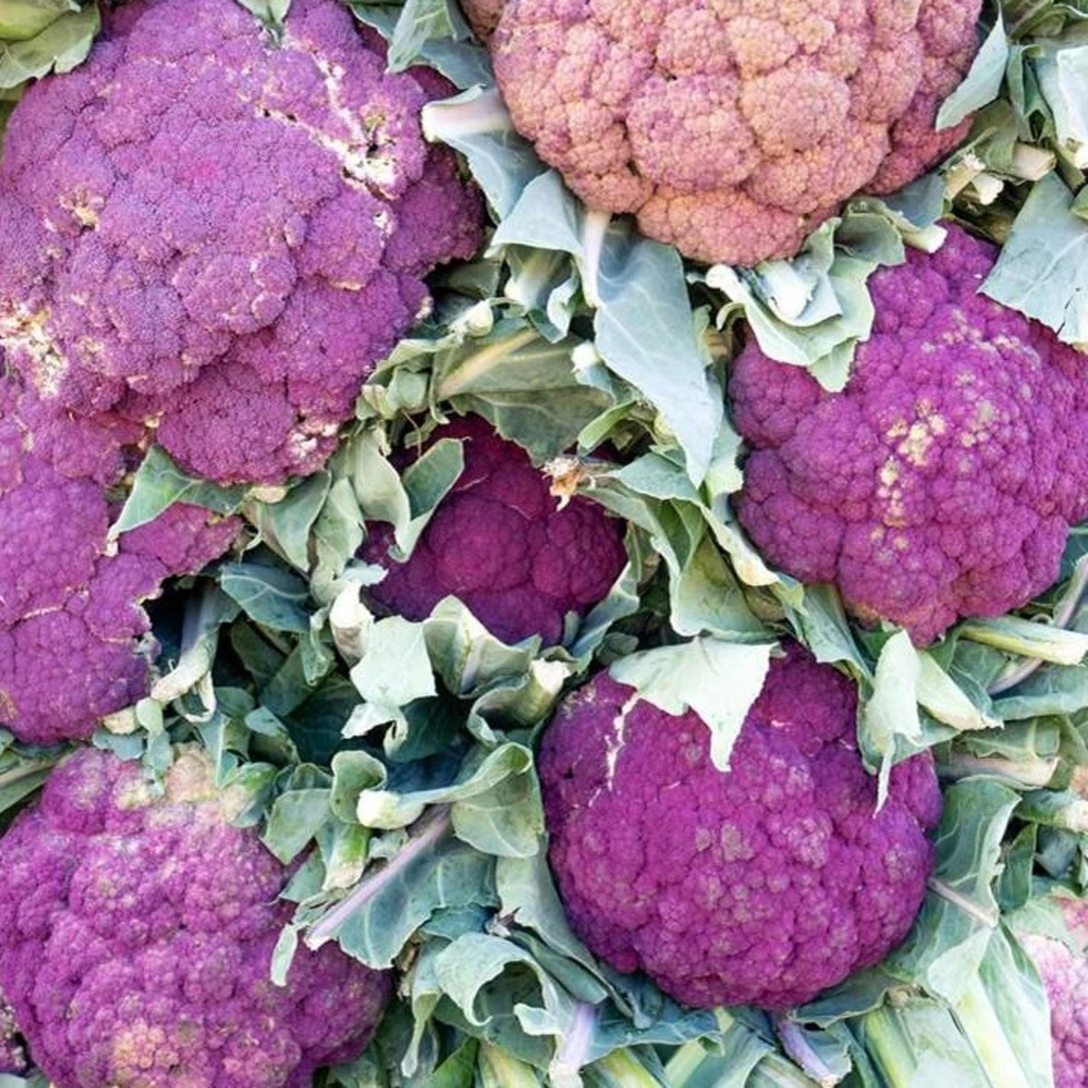 Květák Di Sicilia Violetto - Brassica oleracea - semena - 30 ks