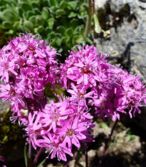 Kohoutek alpský - Lychnis alpina - semena - 20 ks