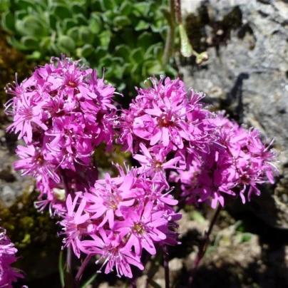 Kohoutek alpský - Lychnis alpina - semena - 20 ks