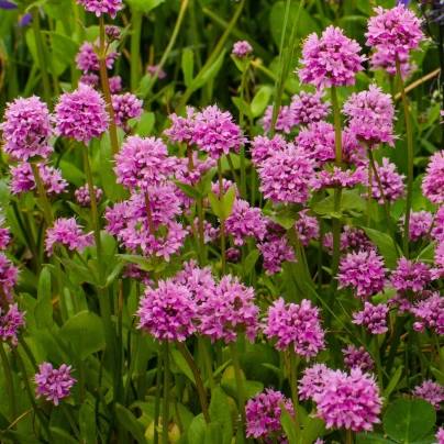 Kohoutek alpský - Lychnis alpina - semena - 20 ks