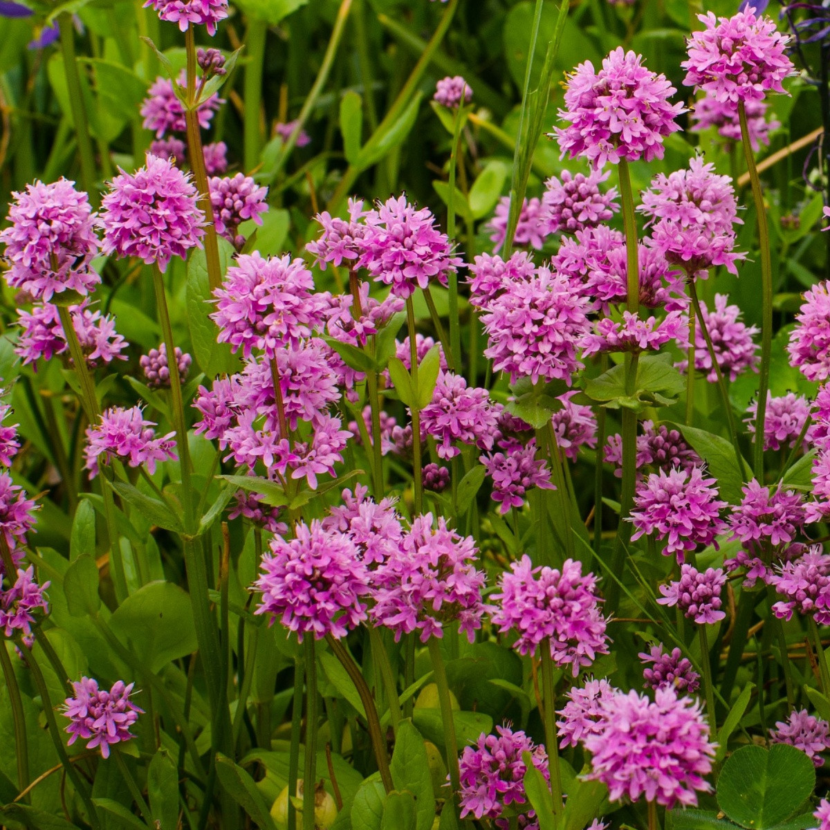 Kohoutek alpský - Lychnis alpina - semena - 20 ks