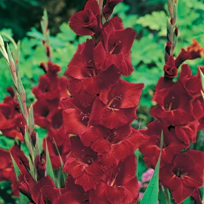 Gladiol Oscar - Gladiolus - cibuloviny - 3 ks