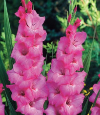 Gladiol Fidelio - Gladiolus - cibuloviny - 3 ks