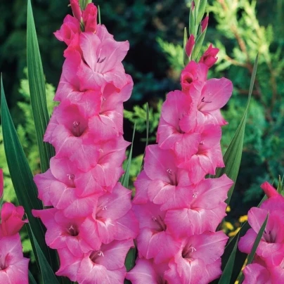 Gladiol Fidelio - Gladiolus - cibuloviny - 3 ks