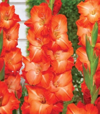Gladiol Salmon Star - Gladiolus - cibuloviny - 3 ks