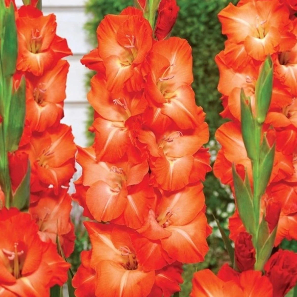 Gladiol Salmon Star - Gladiolus - cibuloviny - 3 ks