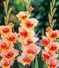Gladiol Blackpool - Gladiolus - cibuloviny - 3 ks