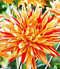 Jiřinka Striped Vulcan - Dahlia - cibuloviny - 1 ks