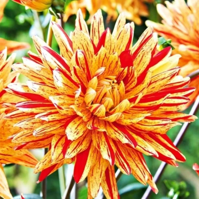 Jiřinka Striped Vulcan - Dahlia - cibuloviny - 1 ks