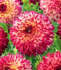 Jiřinka Aiyana - Dahlia - cibuloviny - 1 ks