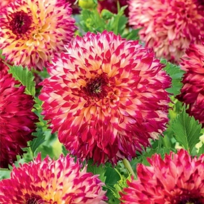 Jiřinka Aiyana - Dahlia - cibuloviny - 1 ks