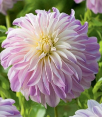 Jiřinka Time For All - Dahlia - cibuloviny - 1 ks