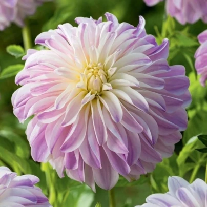 Jiřinka Time For All - Dahlia - cibuloviny - 1 ks