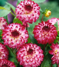 Jiřinka Little Robert - Dahlia - cibuloviny - 1 ks