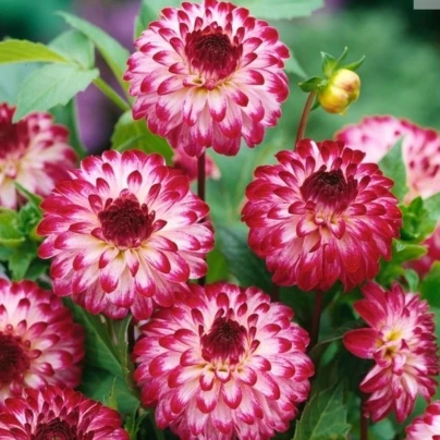 Jiřinka Little Robert - Dahlia - cibuloviny - 1 ks