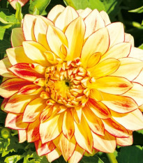 Jiřinka Lake Ontario - Dahlia - cibuloviny - 1 ks