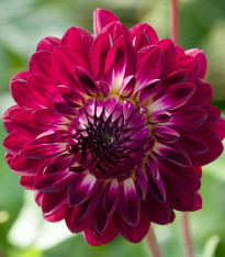 Jiřinka Osirium - Dahlia - cibuloviny - 1 ks