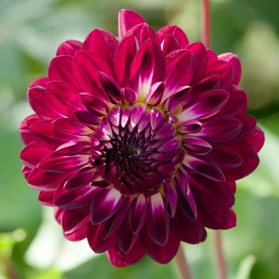 Jiřinka Osirium - Dahlia - cibuloviny - 1 ks