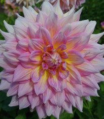 Jiřinka Strawberry Ice - Dahlia - cibuloviny - 1 ks