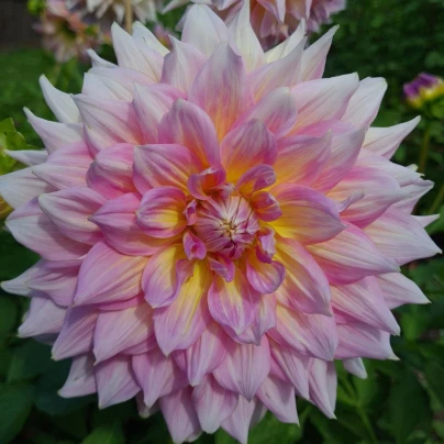 Jiřinka Strawberry Ice - Dahlia - cibuloviny - 1 ks